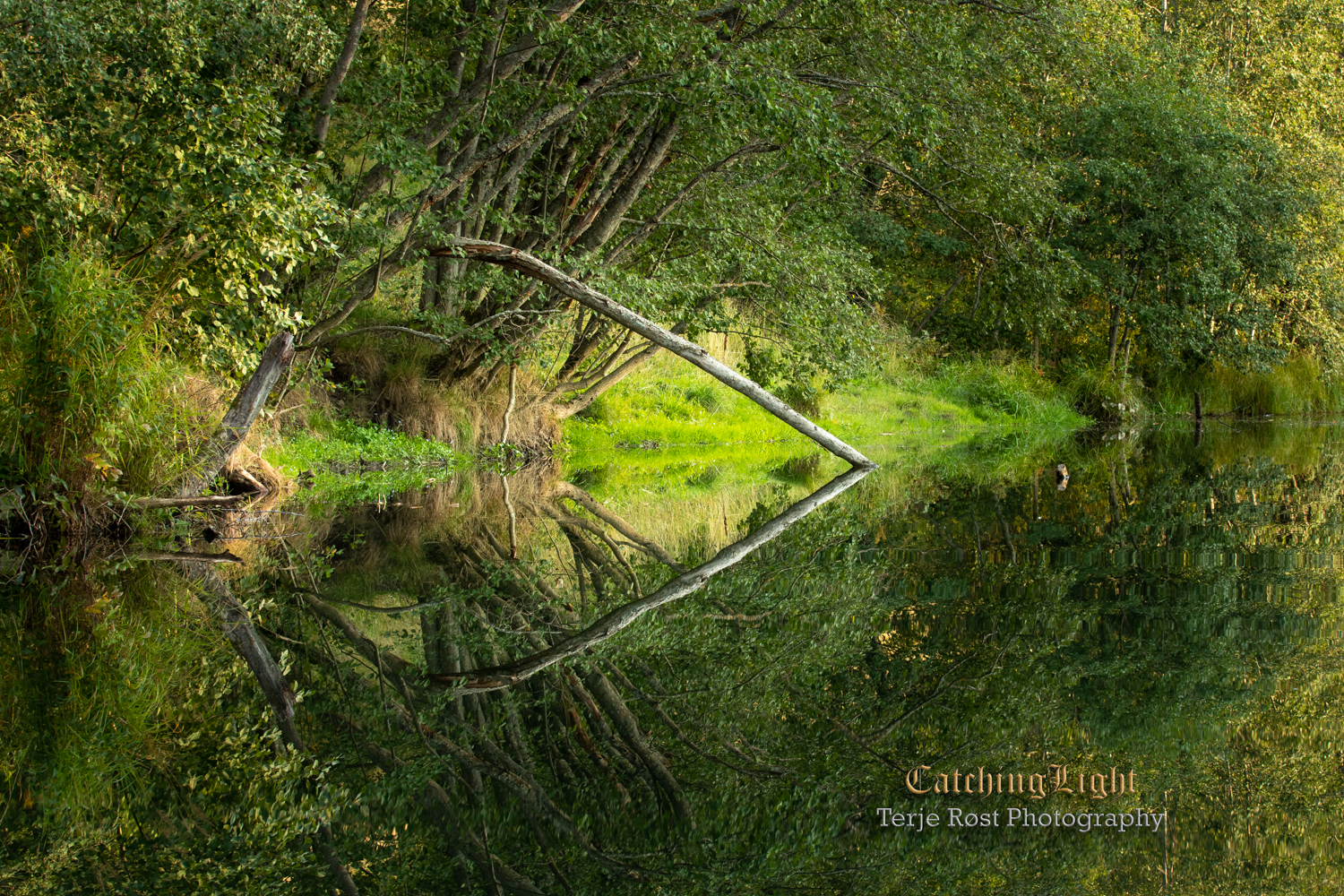 River reflection IV